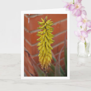 Aloe Vera Plant med blommans huvud Kort