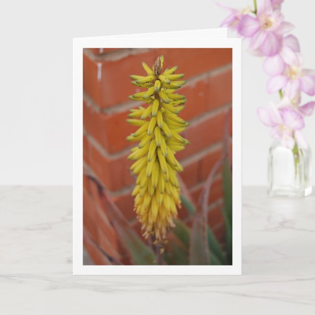 Aloe Vera Plant med blommans huvud Kort (Orkide)