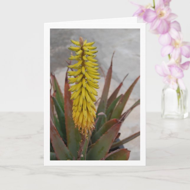 Aloe Vera Plant med blommans huvud Kort (Orkide)