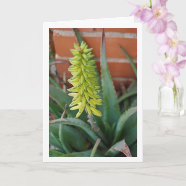 Aloe Vera Plant med blommans huvud Kort (Orkide)