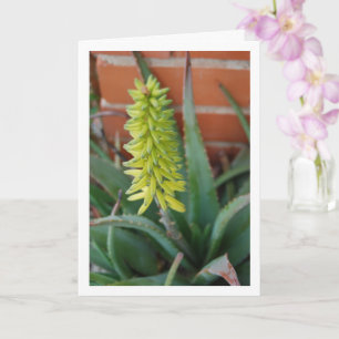 Aloe Vera Plant med blommans huvud Kort