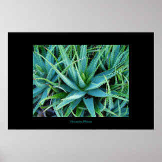 Aloe Vera Poster