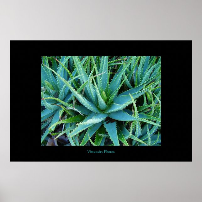 Aloe Vera Poster (Framsidan)