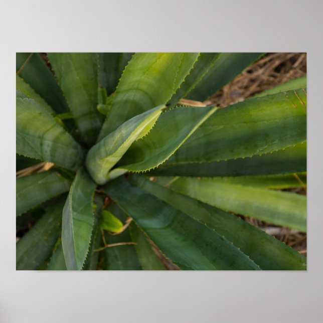 Aloe Vera Poster (Framsidan)