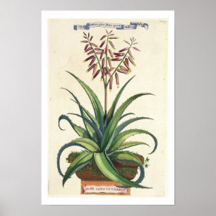 Aloe Vera som är vulgaris, från "Phytographia Poster
