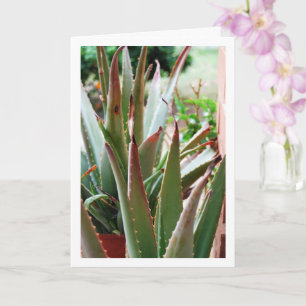 Aloe Vera-växt Kort