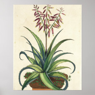 Aloe Vera Vulgaris, från "Phytographia Curiosa", s Poster