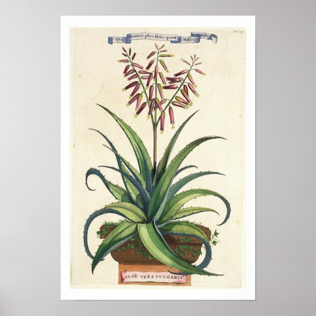 Aloe Vera Vulgaris, från "Phytographia Curiosa", s Poster (Framsidan)
