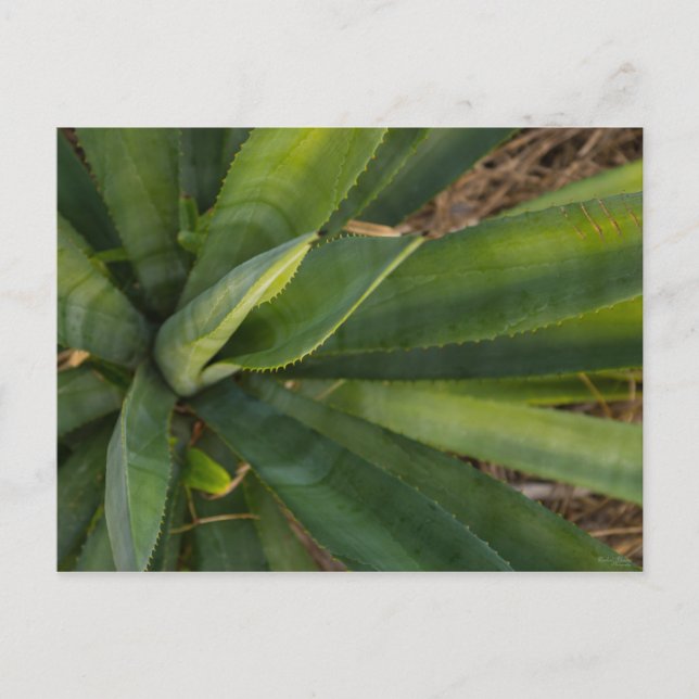 Aloe Vera Vykort (Framsida)