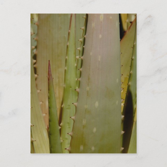 Aloe-vykort Vykort (Framsida)