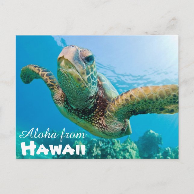 Aloha från Hawaii Honu Grönt Sea Turtle Vykort (Framsida)