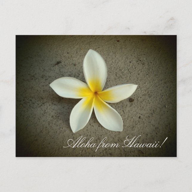 Aloha från Hawaii plumeria-blomma, enkelt vykort (Framsida)
