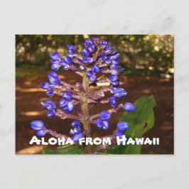 Aloha från Hawaii Vykort