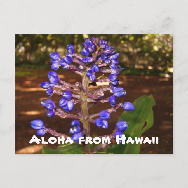 Aloha från Hawaii Vykort (Framsida)