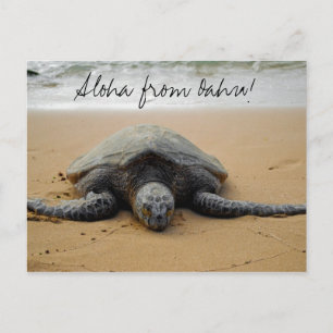 Aloha från Oahu! Vykort med havssköldpaddan