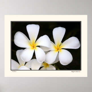 Aloha-Frangipani Blommars-Hawaii Poster