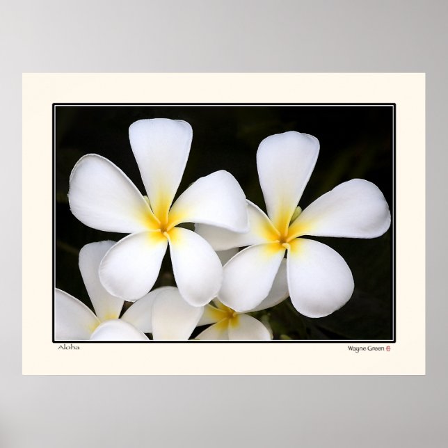 Aloha-Frangipani Blommars-Hawaii Poster (Framsidan)