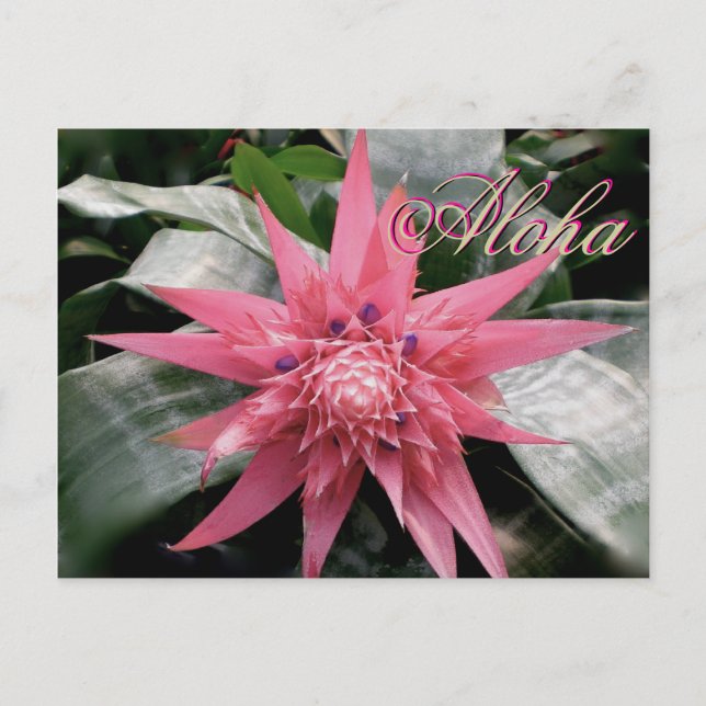 Aloha Hälsning Tropical Bromeliad Vykort (Framsida)