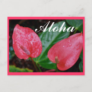 Aloha Hawaii Anthurium Vykort