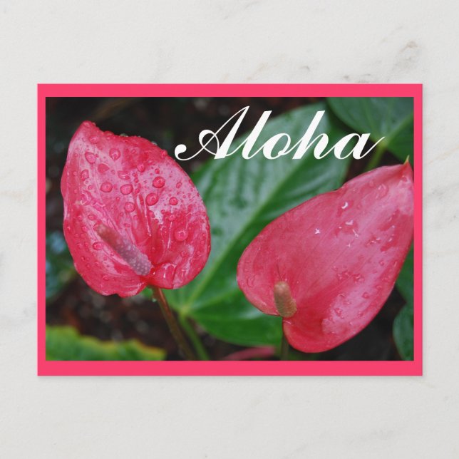 Aloha Hawaii Anthurium Vykort (Framsida)