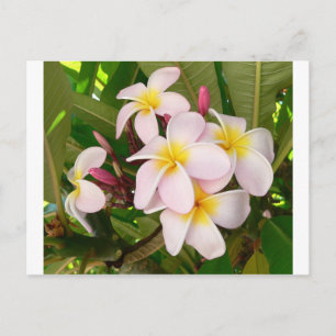 Aloha Hawaiian Frangipani Blommar Möhippa Inbjudan Vykort
