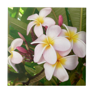 Aloha Hawaiian Frangipani Blommars Plumerias Kakelplatta
