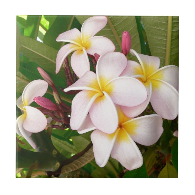 Aloha Hawaiian Frangipani Blommars Plumerias Kakelplatta (Framsidan)