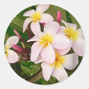 Aloha Hawaiian Frangipani Blommars Plumerias Runt Klistermärke