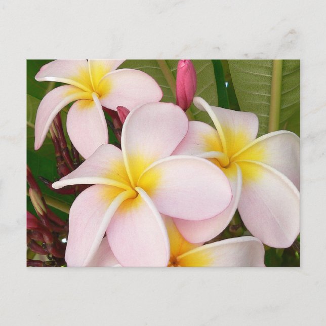 Aloha Hawaiian Frangipani Blommars Plumerias Vykort (Framsida)