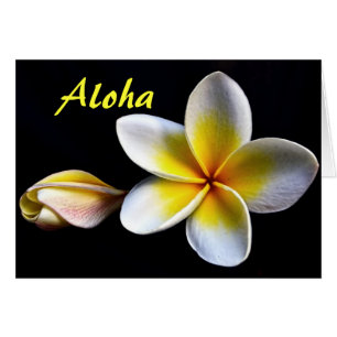 Aloha hawaiianska frangipani blommor Plumerias Hälsningskort