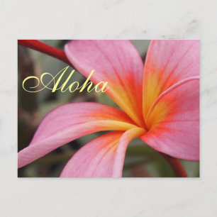 Aloha hawaiianska frangipani blommor Plumerias Vykort