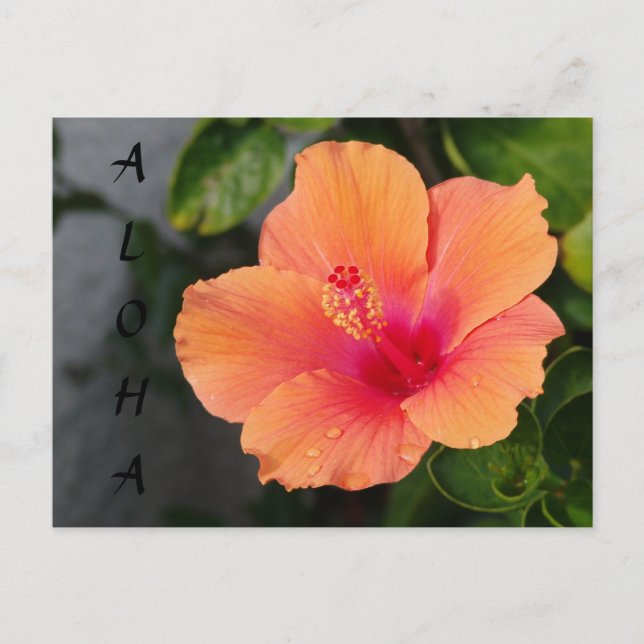 ALOHA Hibiscus vykort (Framsida)