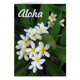 Aloha Plumeria Hälsningskort