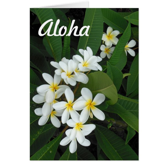 Aloha Plumeria Hälsningskort (Framsidan)