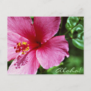 Aloha! Rosa hibiskus Vykort