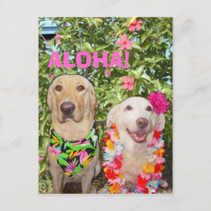 ALOHA! VYKORT