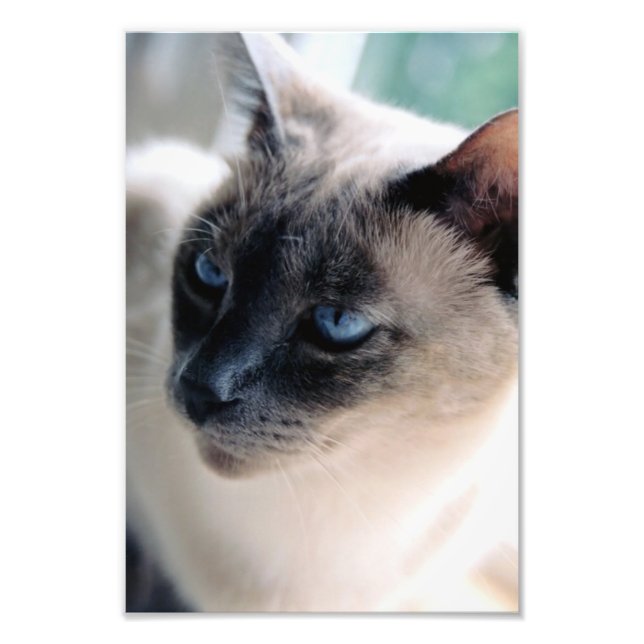 Aloof Siamese Cat Photo Print Fototryck (Framsidan)