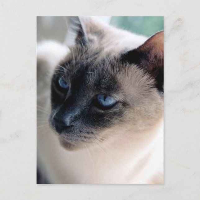 Aloof Siamese Cat vykort (Framsida)