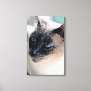Aloof Siamese Cat Wrapped Canvas