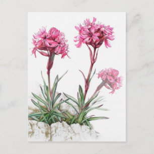 Alp catchfly i blomsterfärgspart vykort