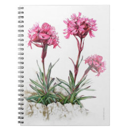 Alp Catchfly vattencolor bra art notebook Anteckningsbok
