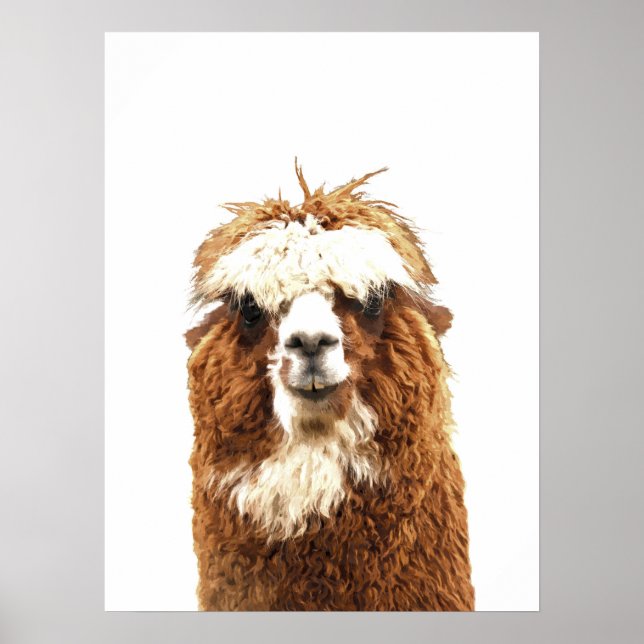 Alpaca Animal Porträtt Poster (Framsidan)