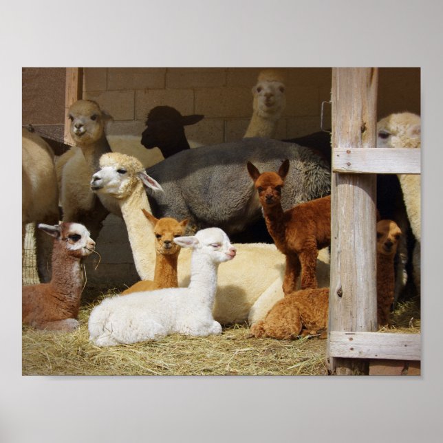 Alpaca Barn Poster (Framsidan)