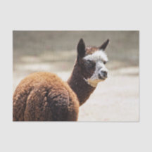 Alpaca Brown och White Animal Photo