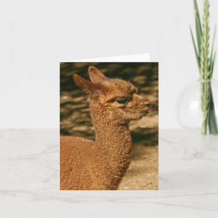 Alpaca Cria (Baby) - "Pappa Surprise" Kort
