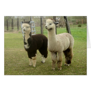 Alpaca Duo Hälsningskort