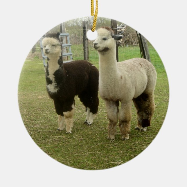 Alpaca Duo Julgransprydnad Keramik (Framsidan)