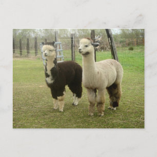 Alpaca Duo Vykort