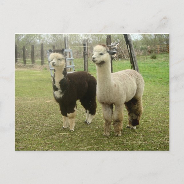 Alpaca Duo Vykort (Framsida)