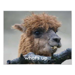 Alpaca Fototryck